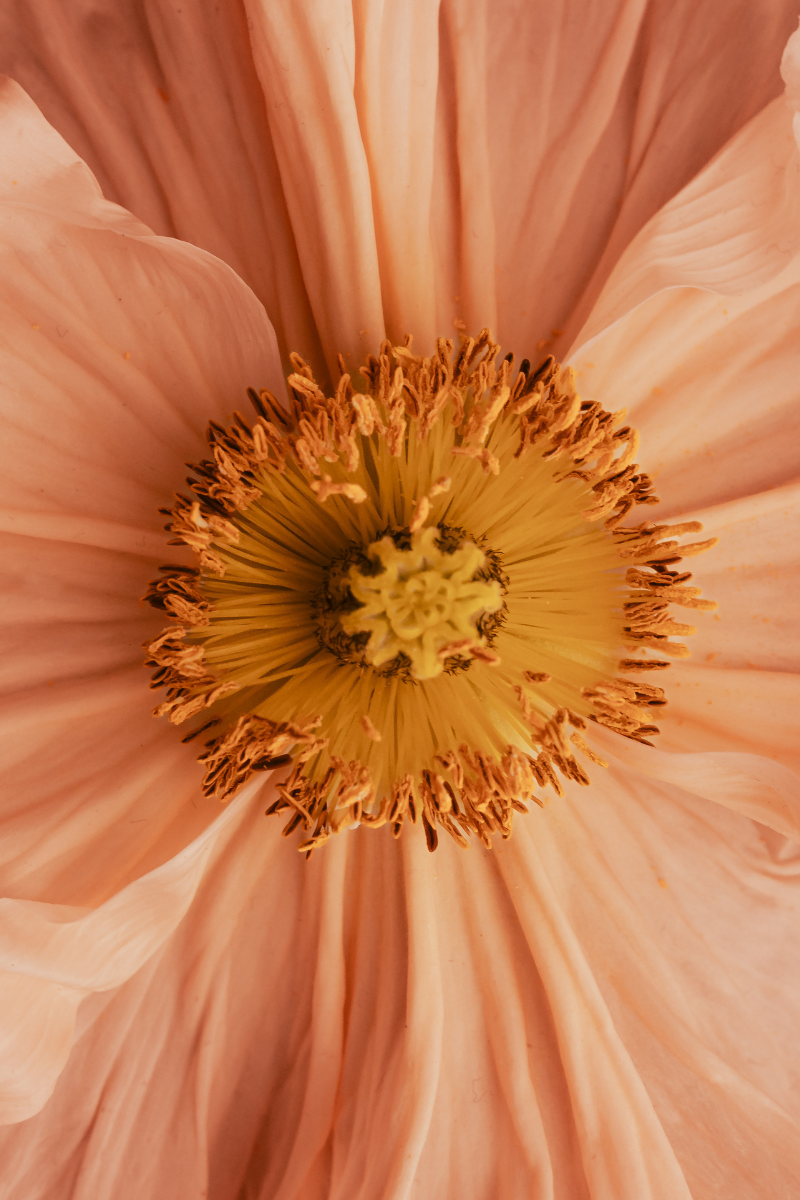 What is Pinc Wellness? A Bold, Holistic Approach to Vaginal Health