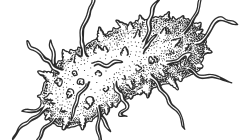 Illustration of of a bacteria