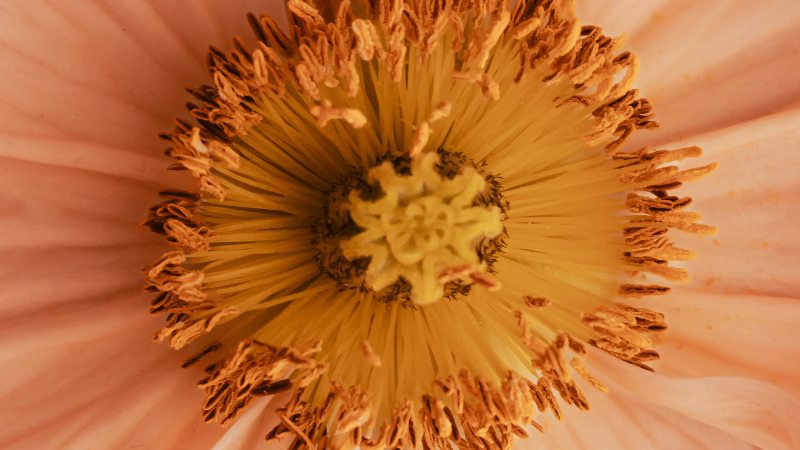 What is Pinc Wellness? A Bold, Holistic Approach to Vaginal Health