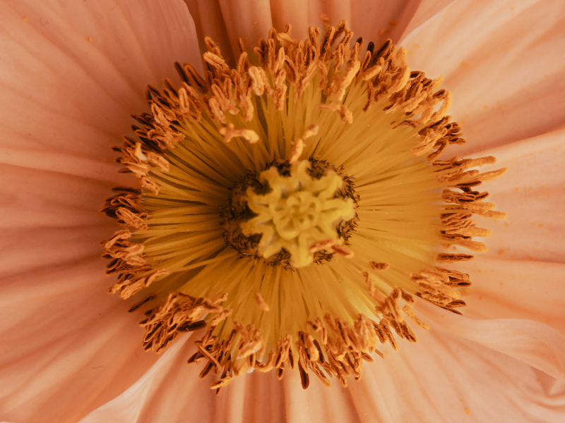 What is Pinc Wellness? A Bold, Holistic Approach to Vaginal Health