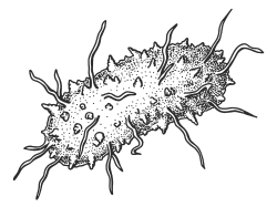 Bad bacteria causing vaginal issues illustration