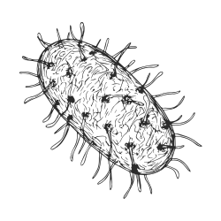 Good bacteria illustration supporting vaginal balance